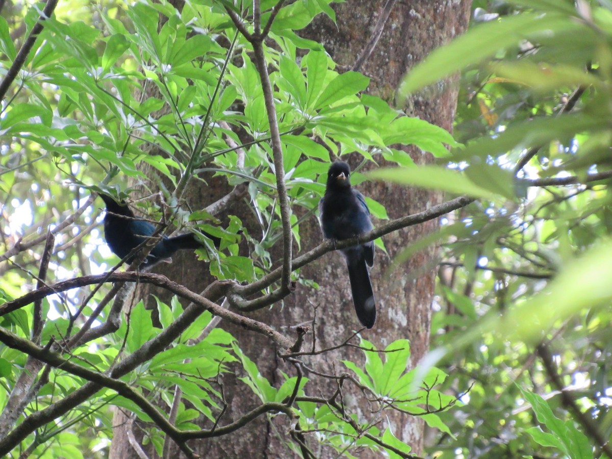 Bushy-crested Jay - ML622892848