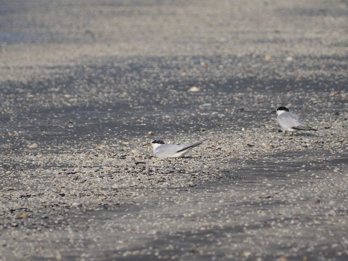 Least Tern - ML622892856