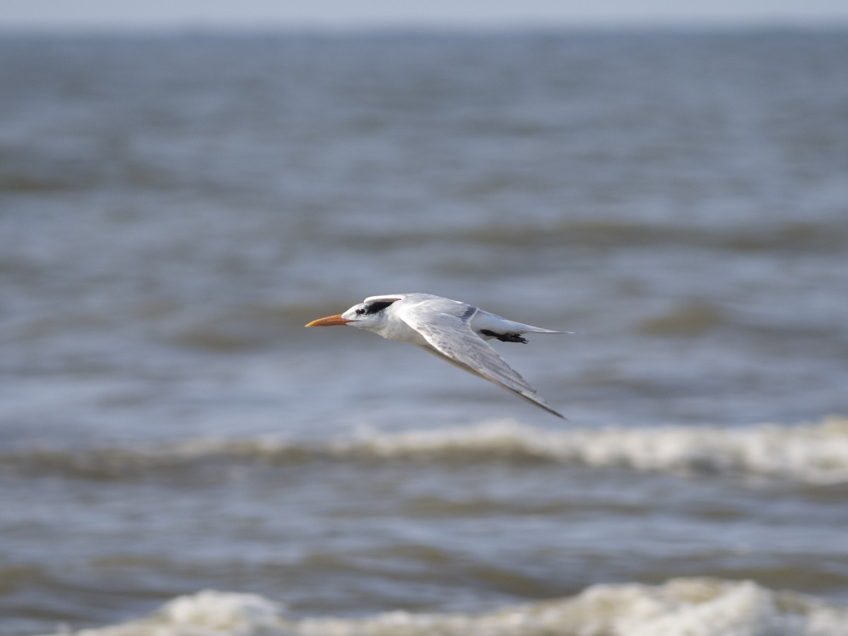 Royal Tern - ML622892863