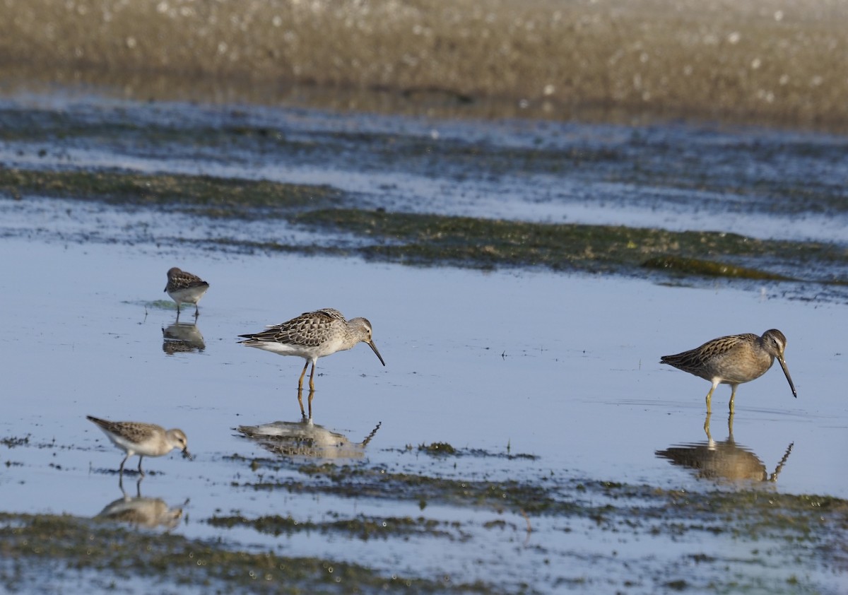 Bindenstrandläufer - ML622892917