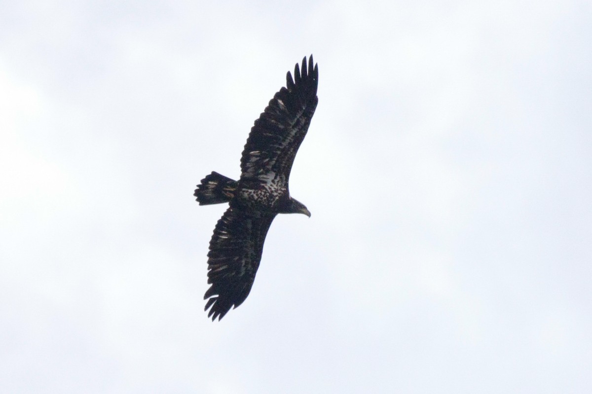 Bald Eagle - ML622892935