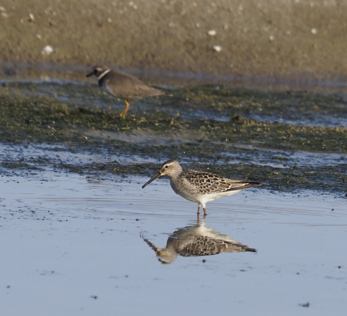 Bindenstrandläufer - ML622892939