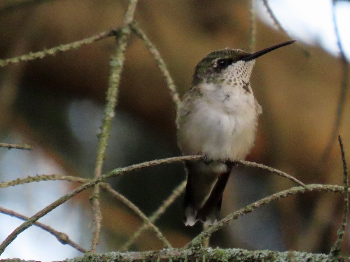 Ruby-throated Hummingbird - ML622892957