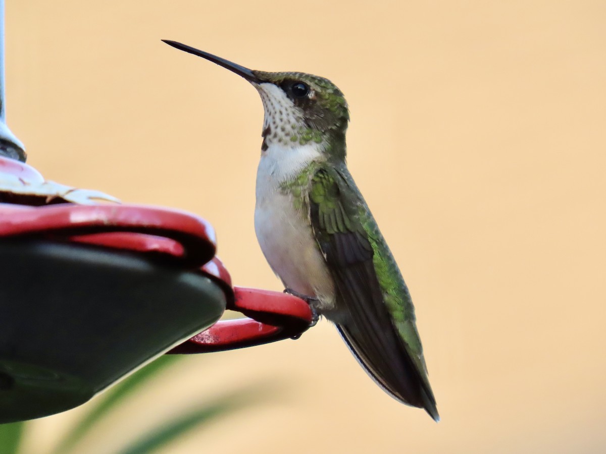 Ruby-throated Hummingbird - ML622892958