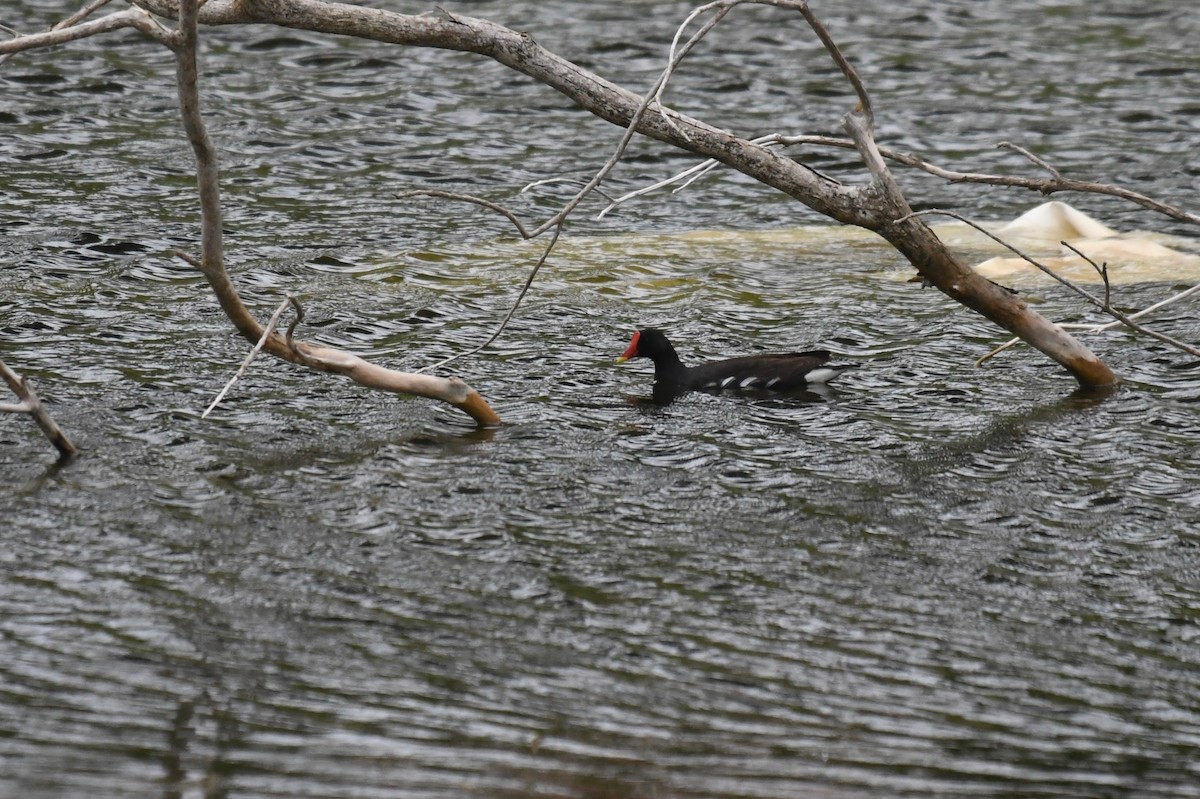 Eurasian Moorhen - ML622892959