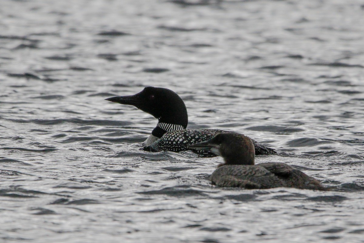 Common Loon - ML622892960