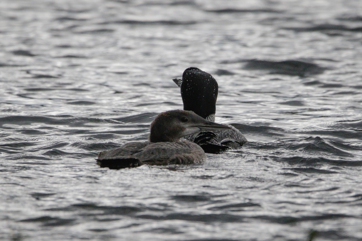 Common Loon - Catherine Holland