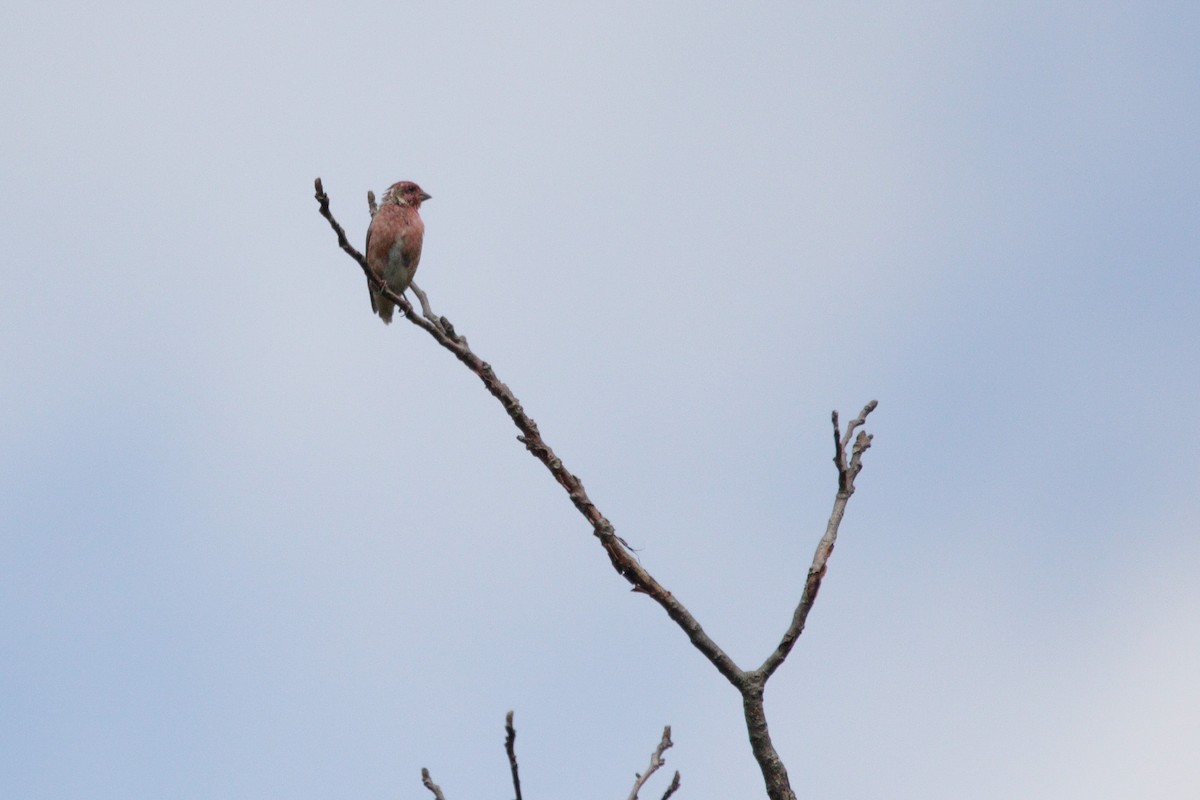 Purple Finch - ML622892965