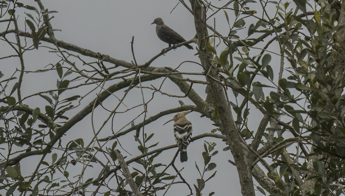 Eurasian Hoopoe - Francisco Pires