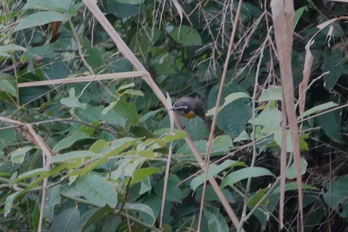 Bananaquit - Pierre Pitte