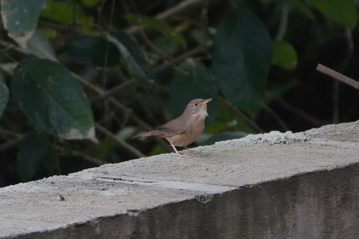 House Wren - Pierre Pitte