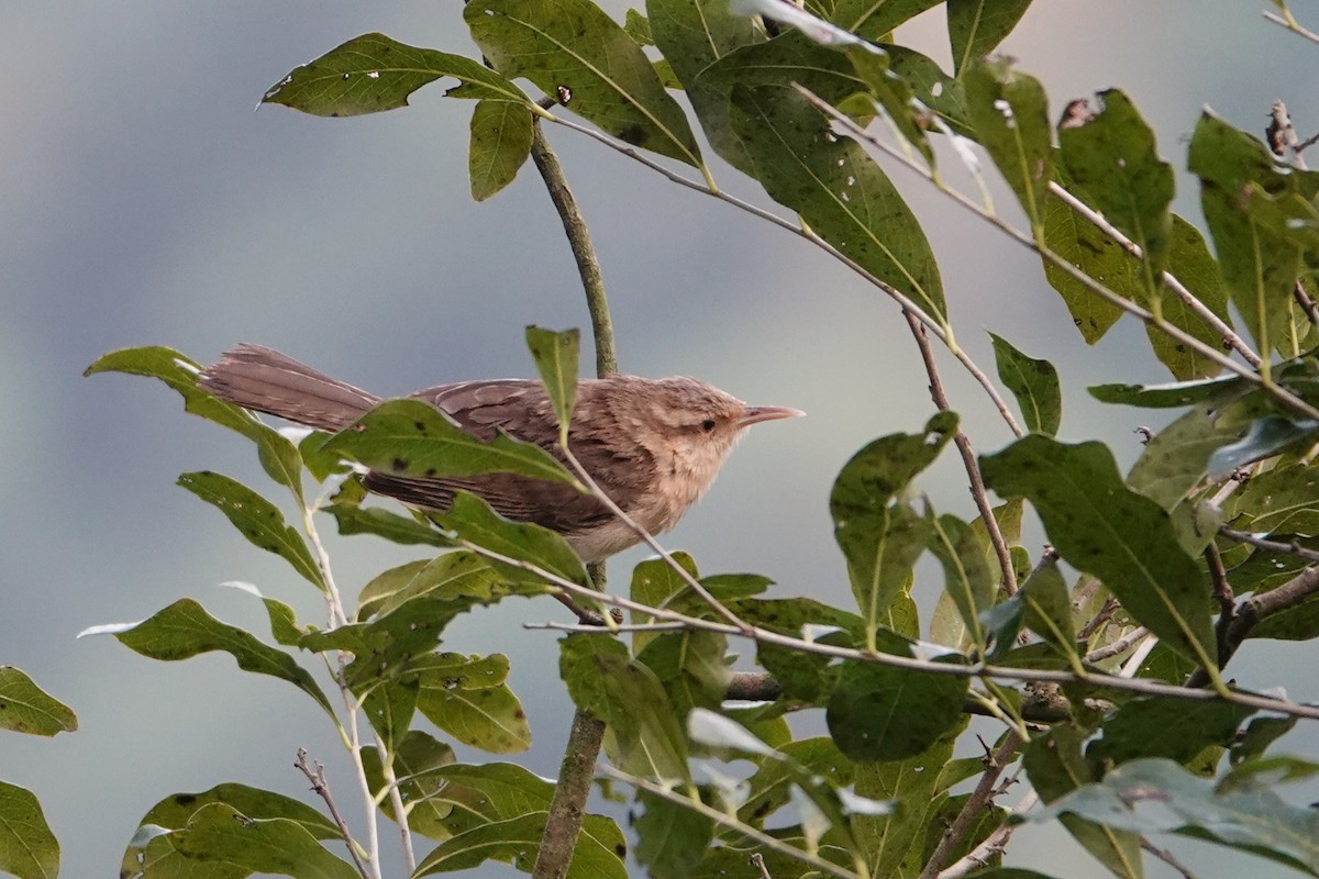 Thrush-like Wren - ML622893008