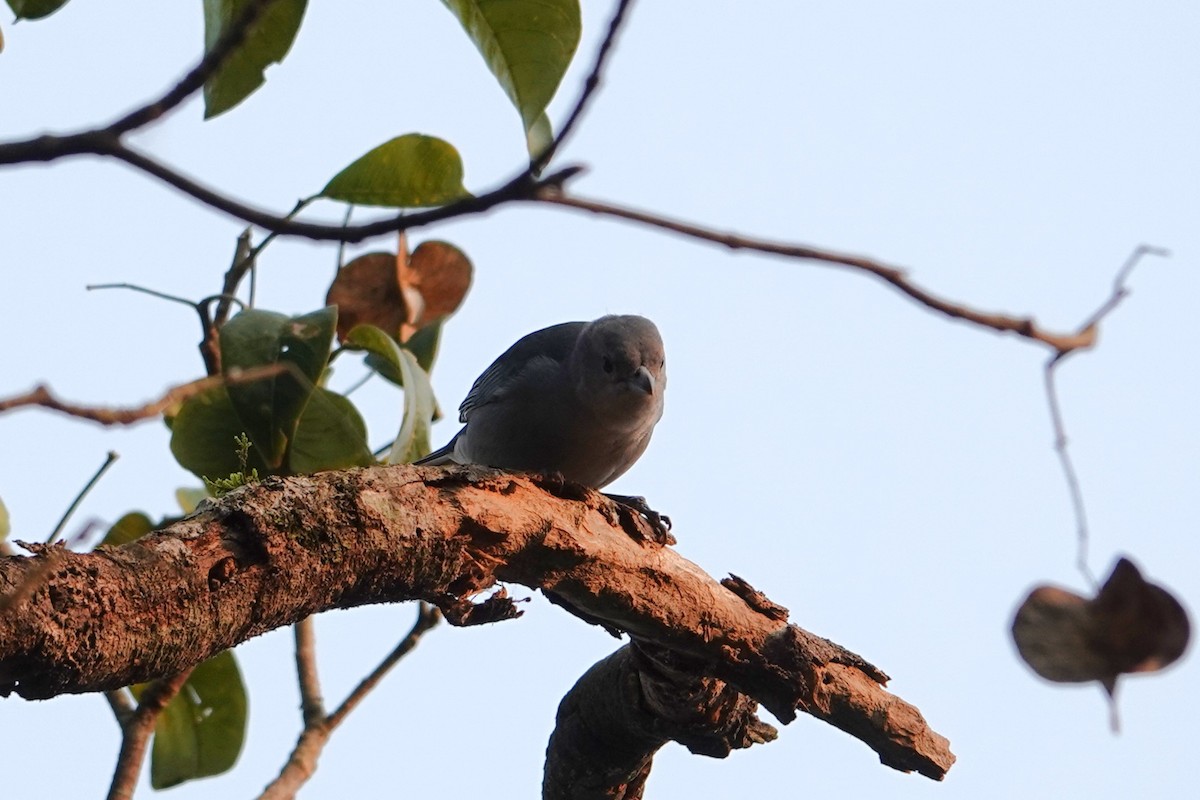 Sayaca Tanager - Pierre Pitte