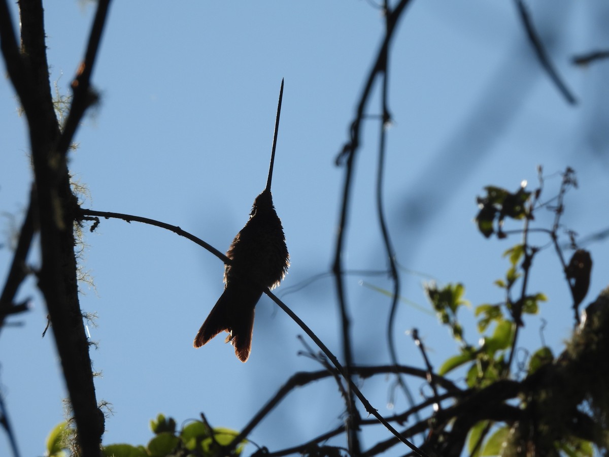 Sword-billed Hummingbird - ML622893027