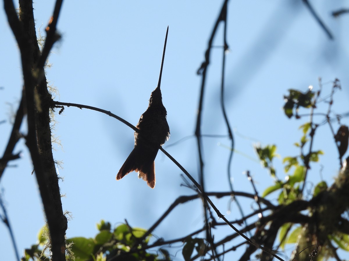 Sword-billed Hummingbird - ML622893028