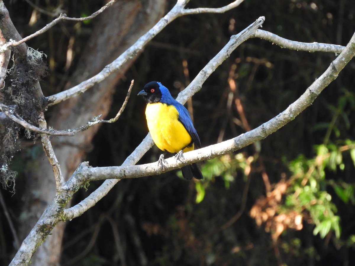 Hooded Mountain Tanager - Bev Agler