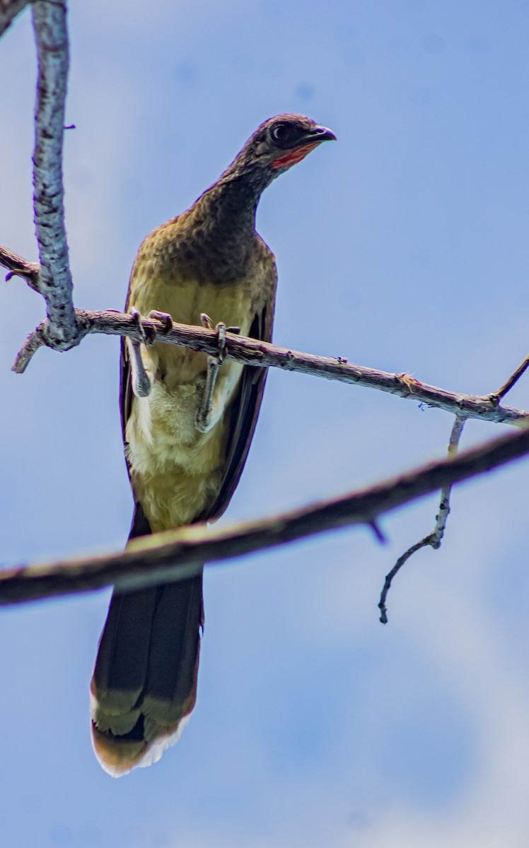 Chachalaca Ventriblanca - ML622893044