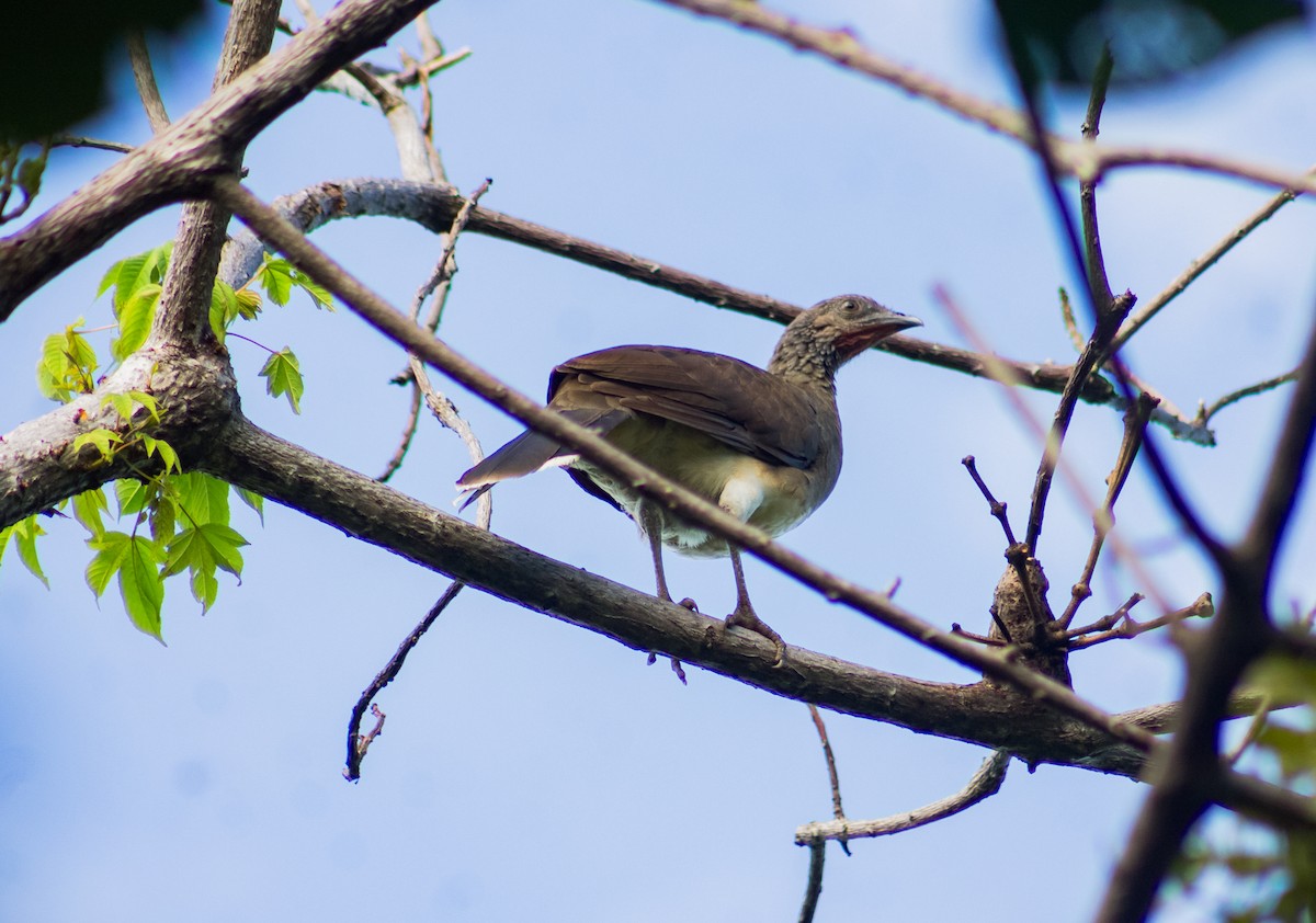 Chachalaca Ventriblanca - ML622893045