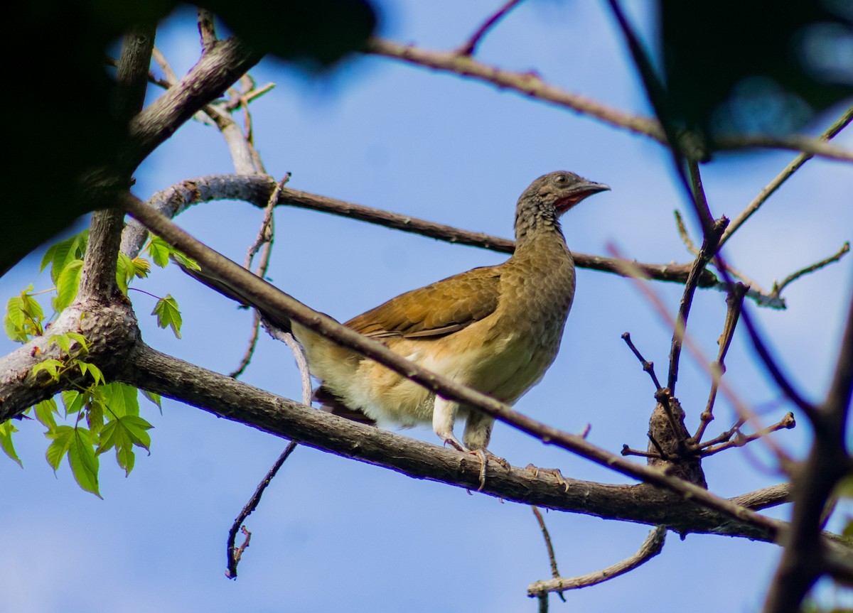 Chachalaca Ventriblanca - ML622893046