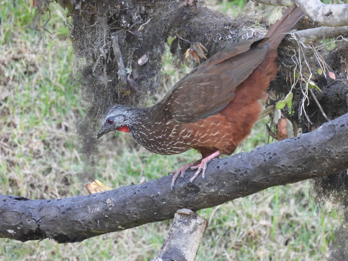 Andean Guan - ML622893055