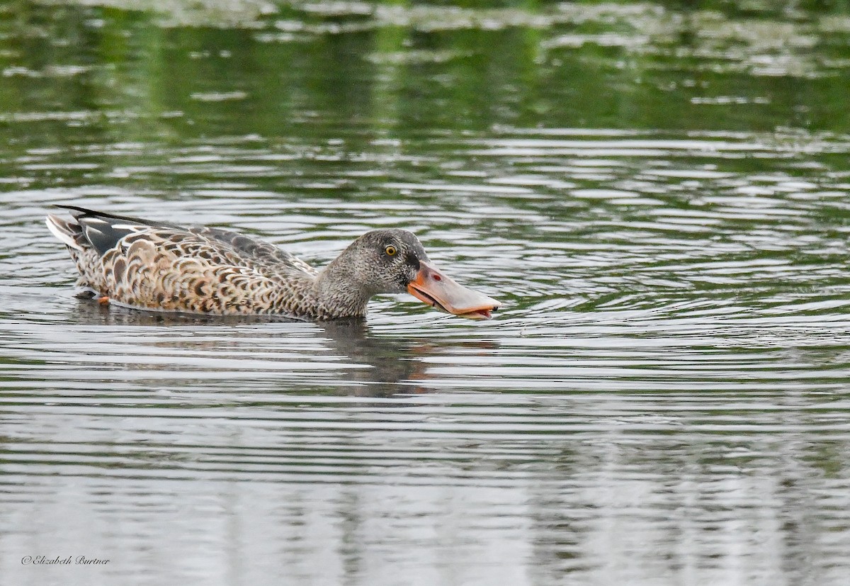 Northern Shoveler - Libby Burtner