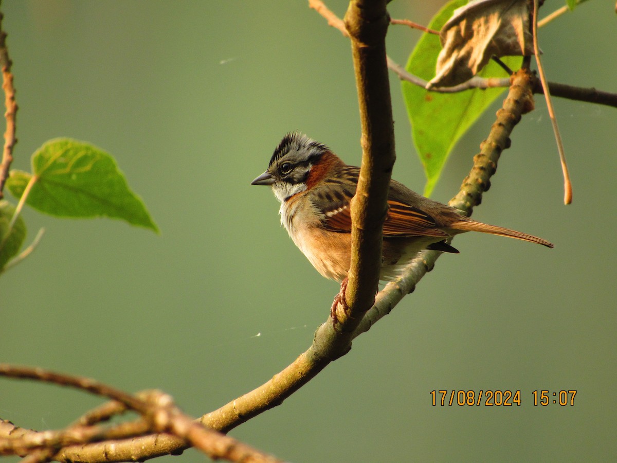 Rufous-collared Sparrow - ML622893178