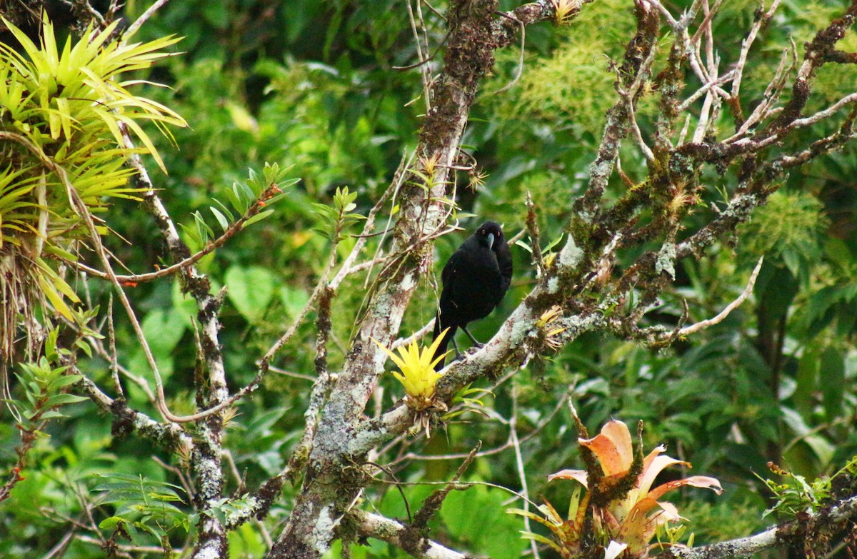 Giant Cowbird - ML622893187
