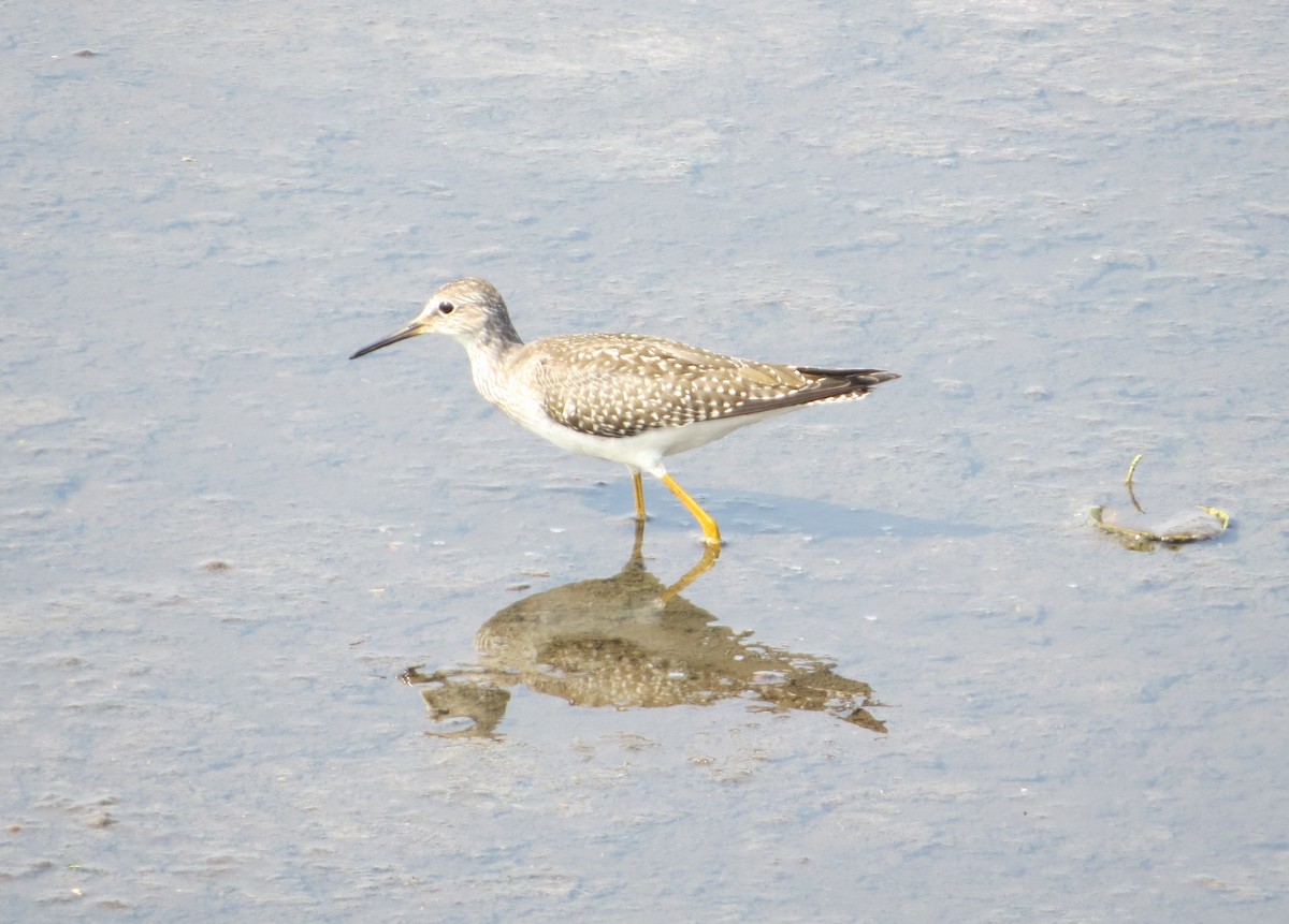 gulbeinsnipe - ML622893218