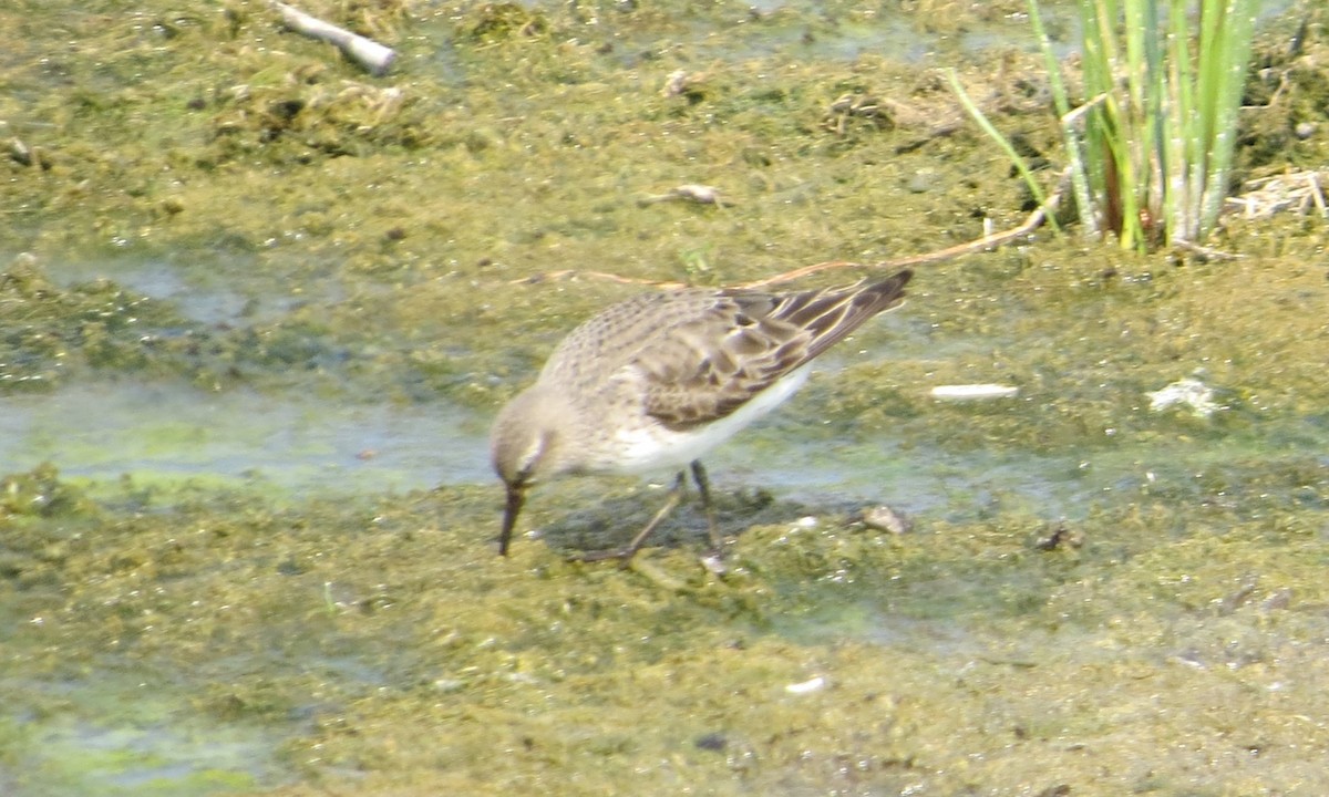 Weißbürzel-Strandläufer - ML622893252