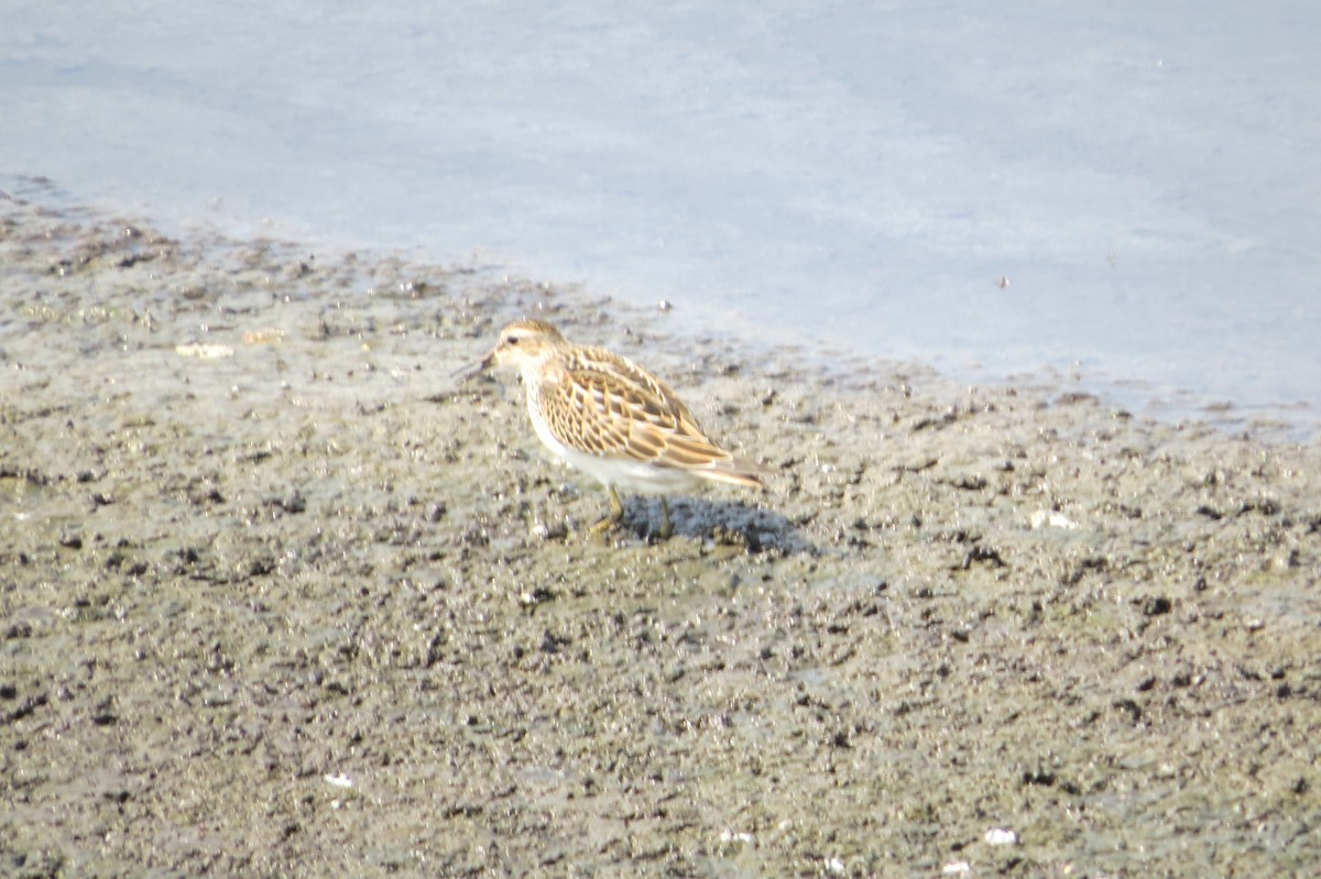 Graubrust-Strandläufer - ML622893324