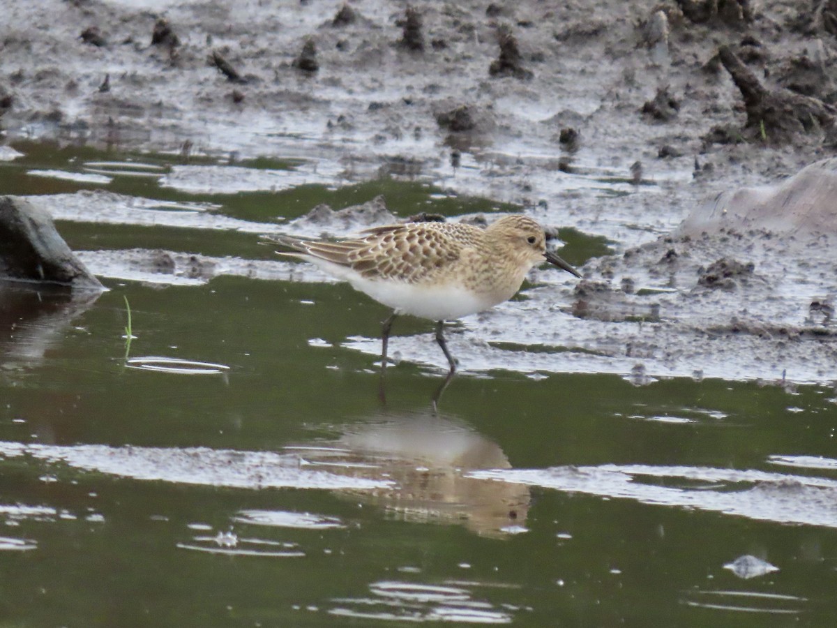 Baird's Sandpiper - George Gerdts