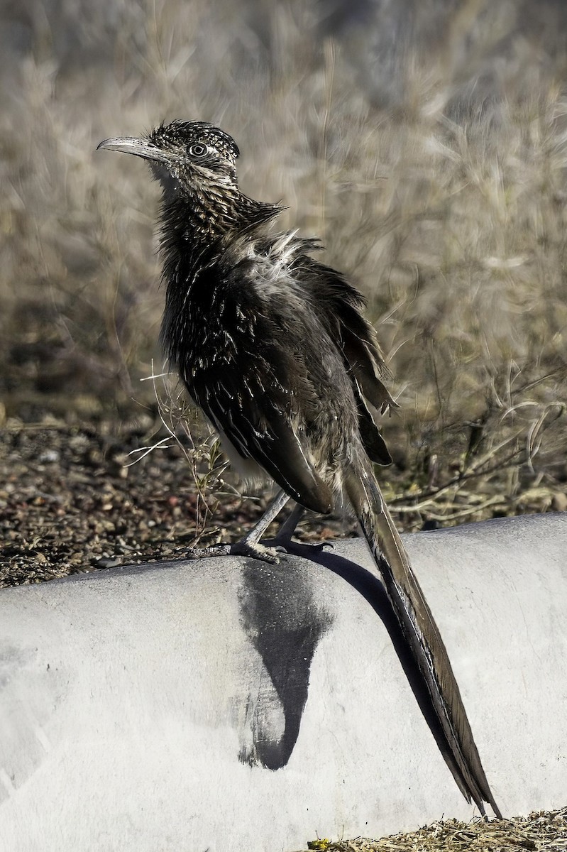 Greater Roadrunner - LAURA FRAZIER