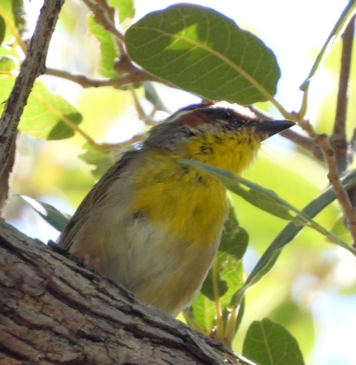 Rufous-capped Warbler - Ethan Beasley