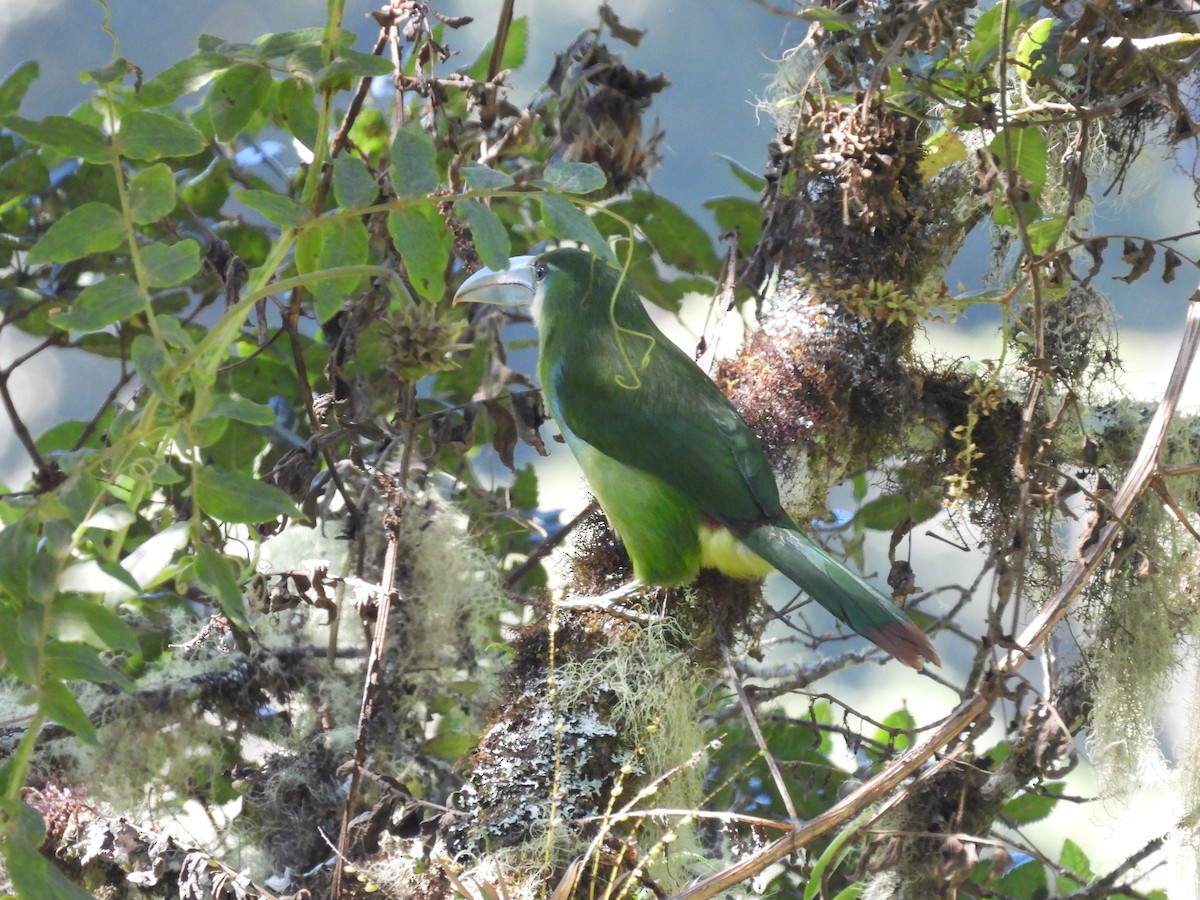 Blue-banded Toucanet - ML622893472