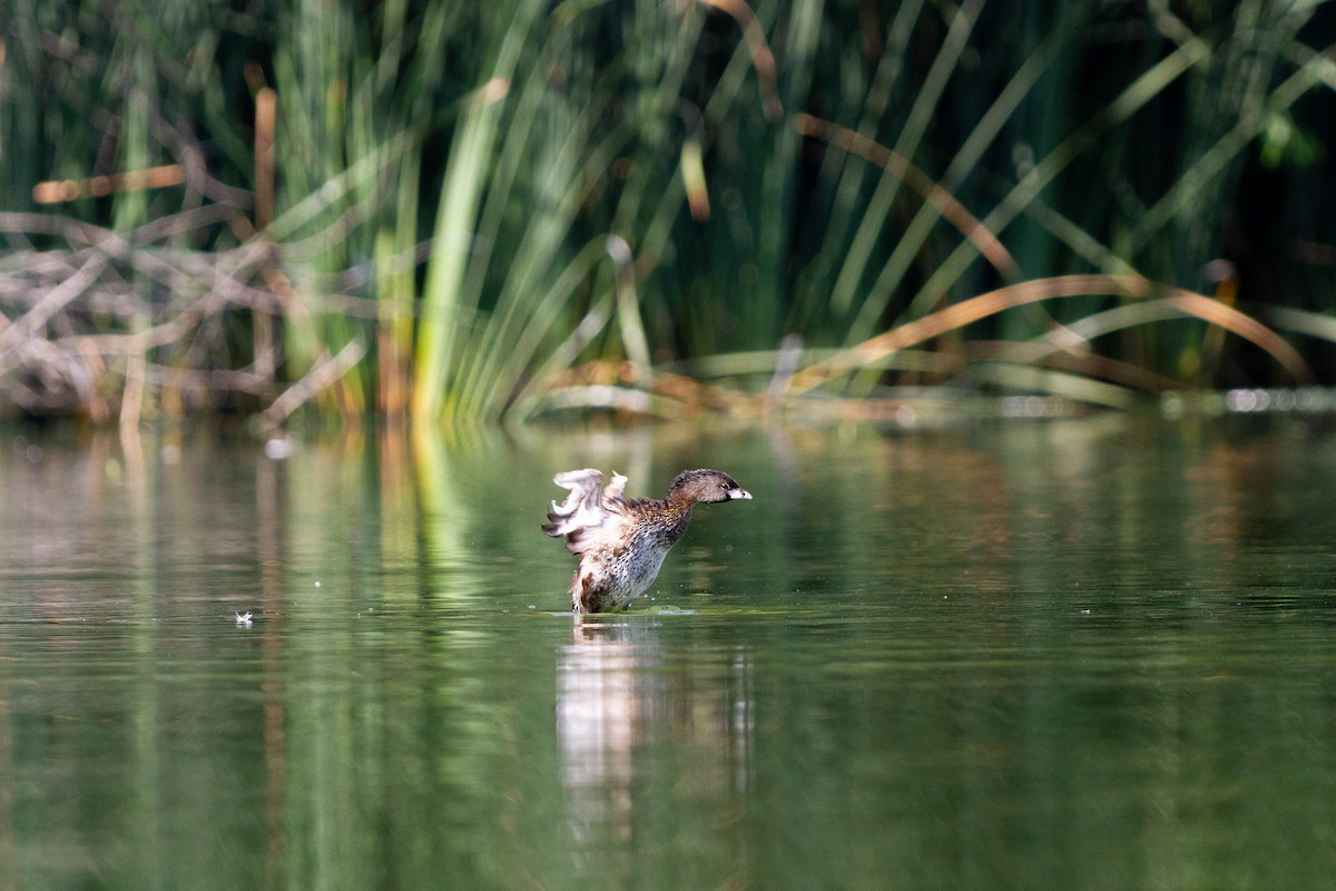 Pied-billed Grebe - Jeremy Nechev