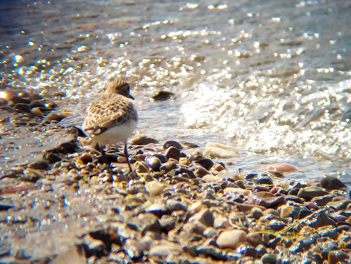 Semipalmated Sandpiper - Andrew Langford