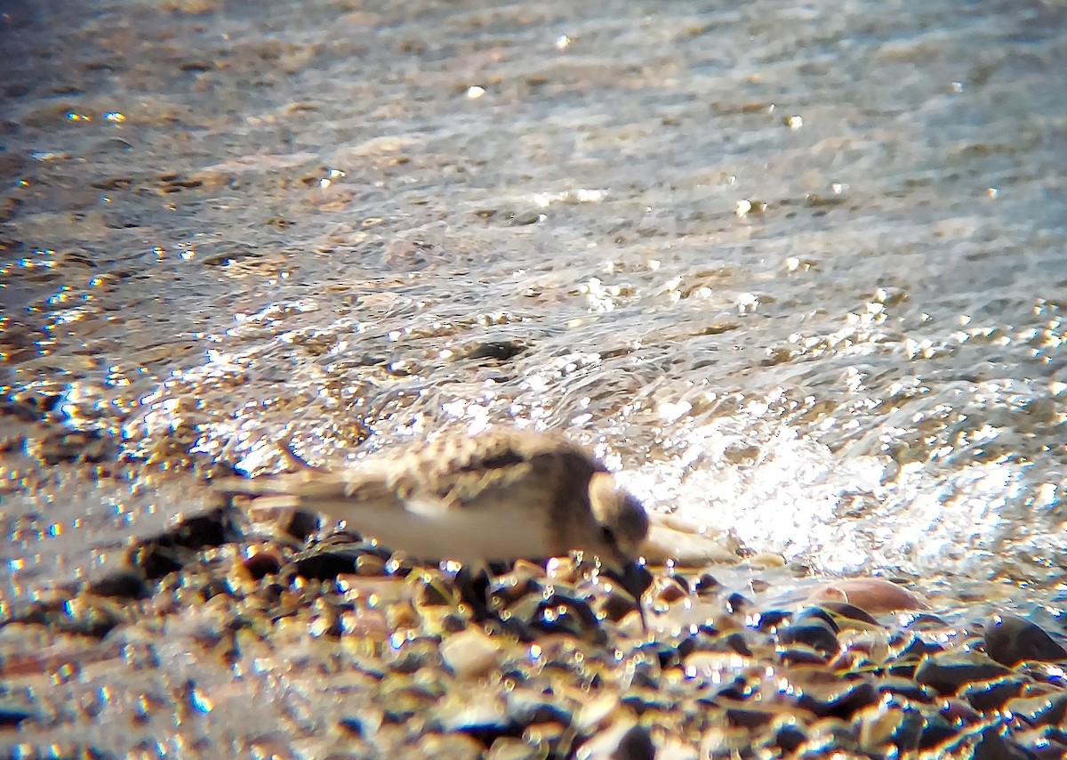 Semipalmated Sandpiper - Andrew Langford