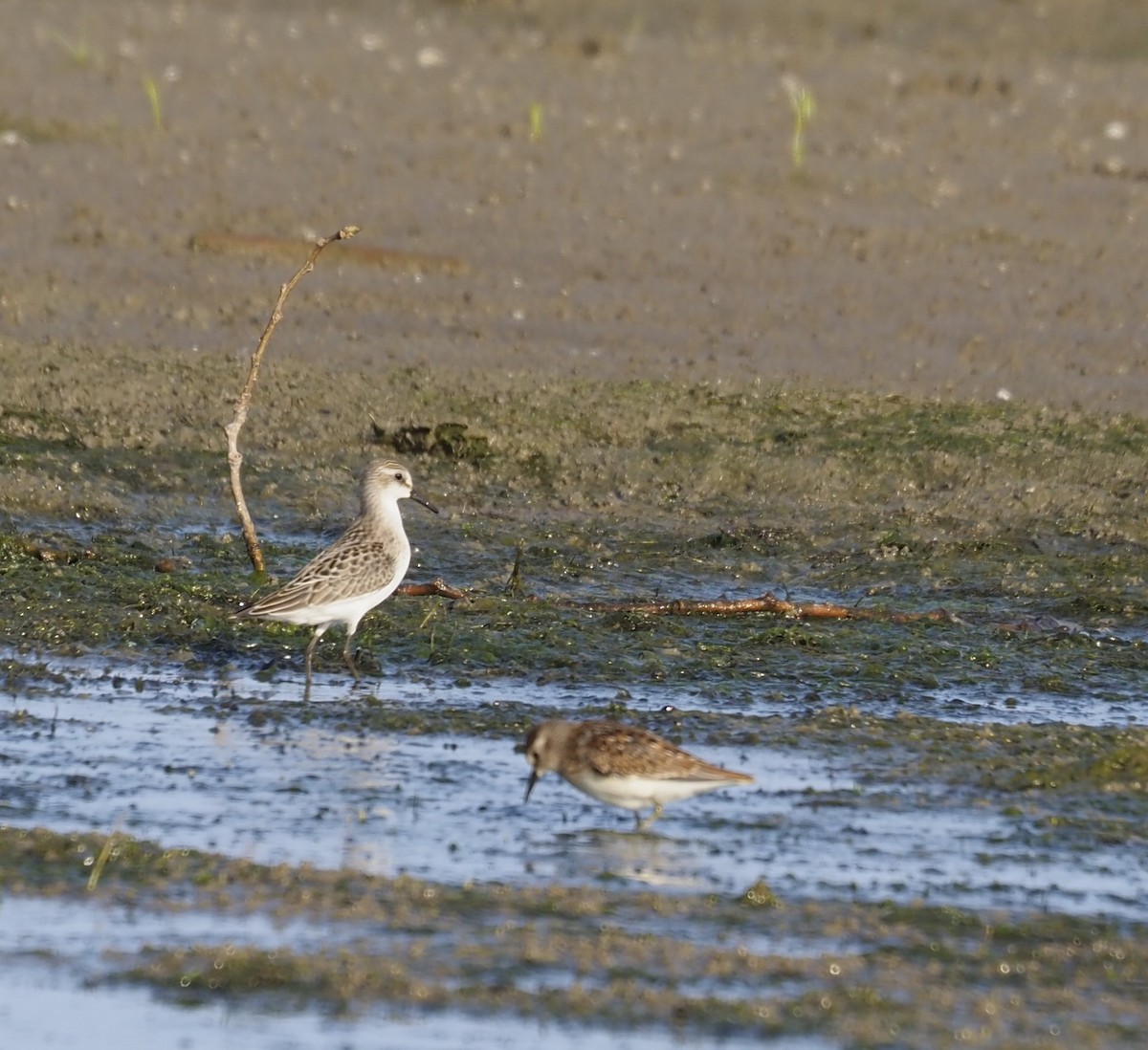 Sandstrandläufer - ML622893610