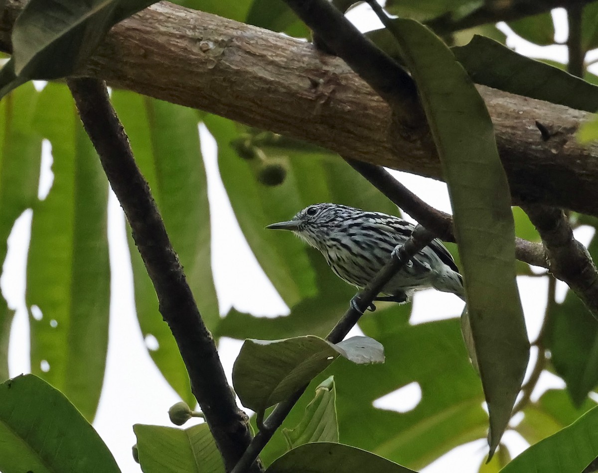 Amazonian Streaked-Antwren - Michael Smith