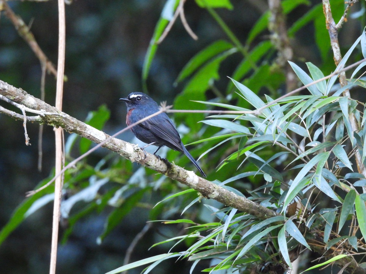 Maroon-belted Chat-Tyrant - ML622893872