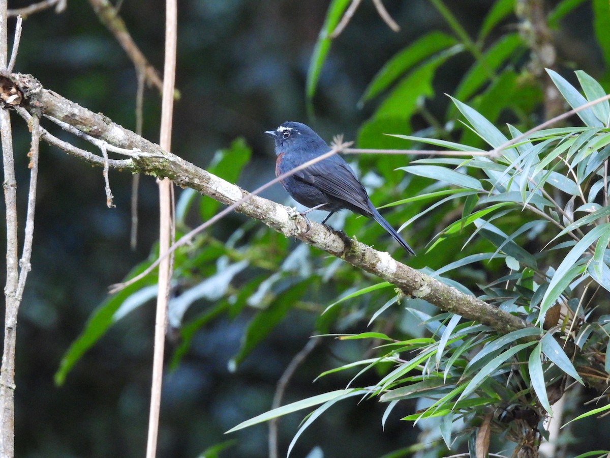 Maroon-belted Chat-Tyrant - ML622893873