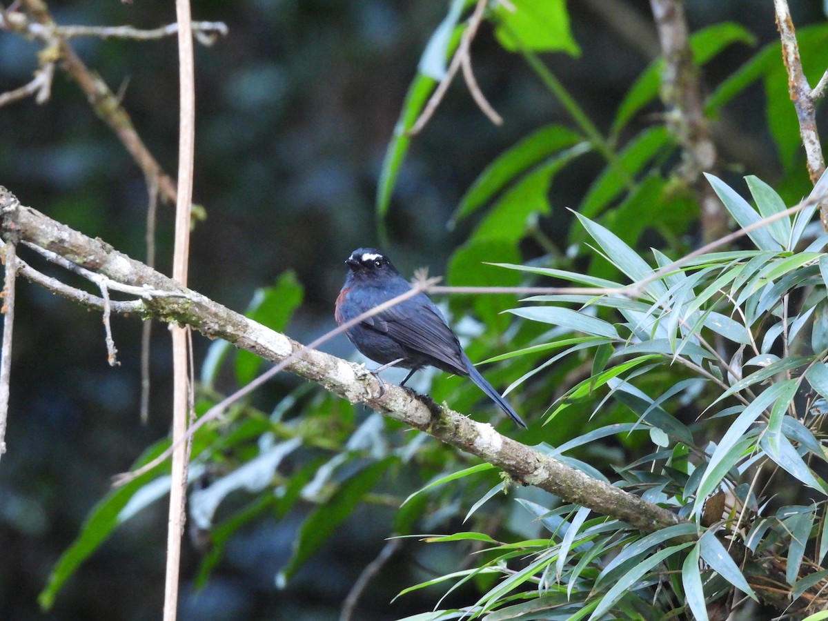 Maroon-belted Chat-Tyrant - Bev Agler