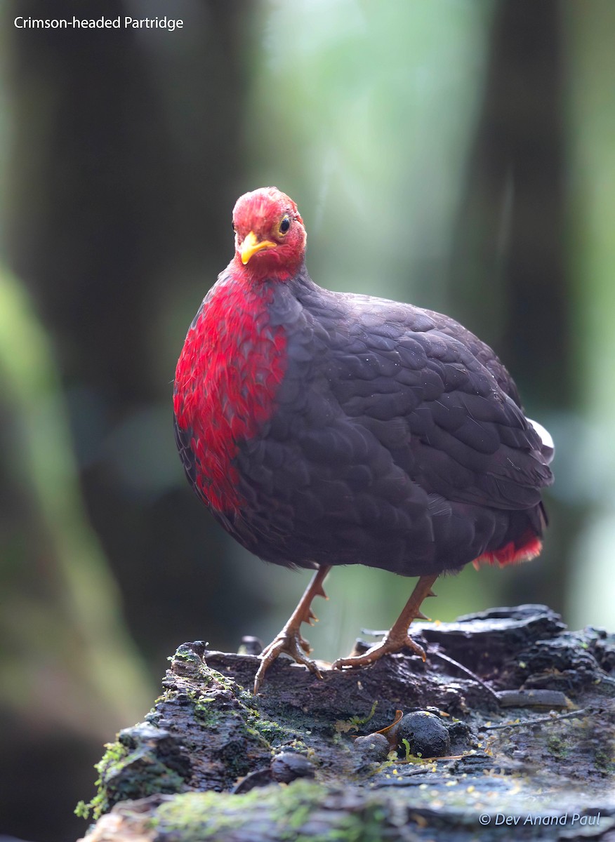 Crimson-headed Partridge - ML622893930