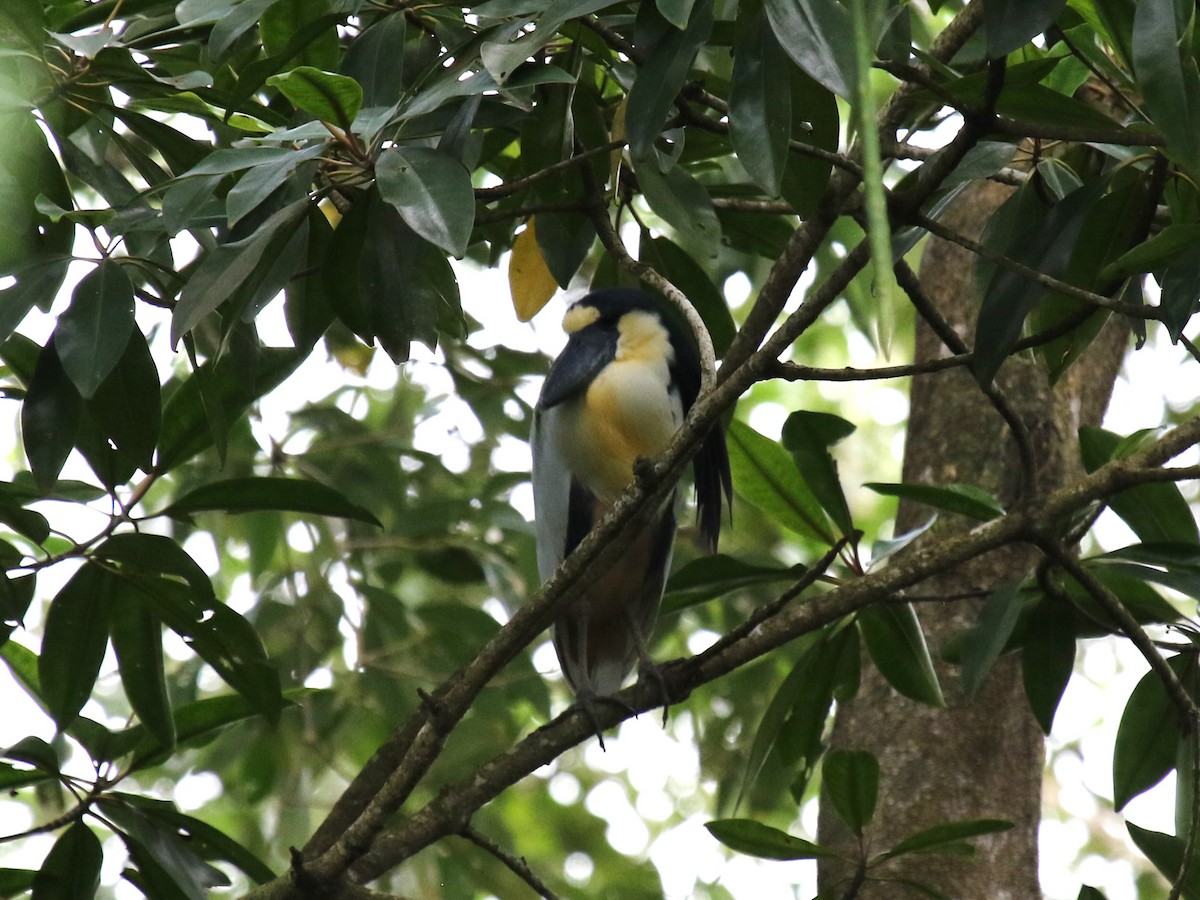 Boat-billed Heron - ML622893996