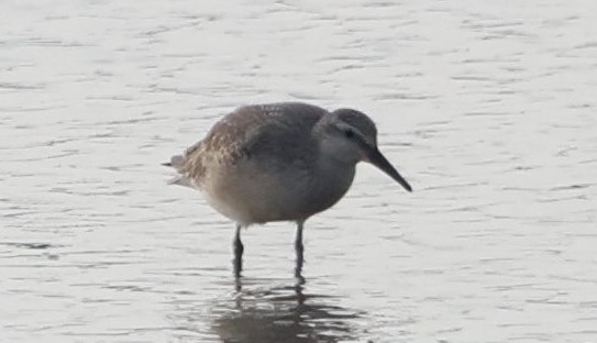 jespák rezavý - ML622894083