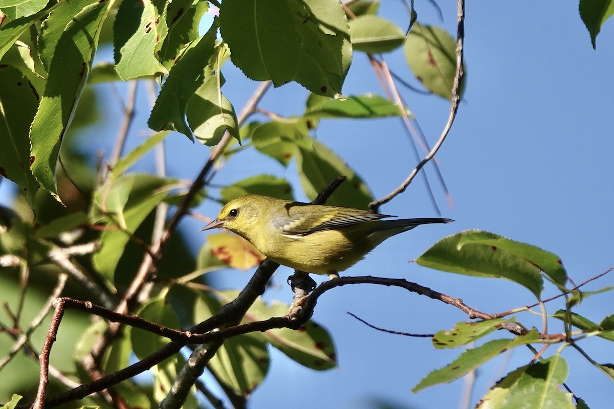 Blue-winged Warbler - June McDaniels
