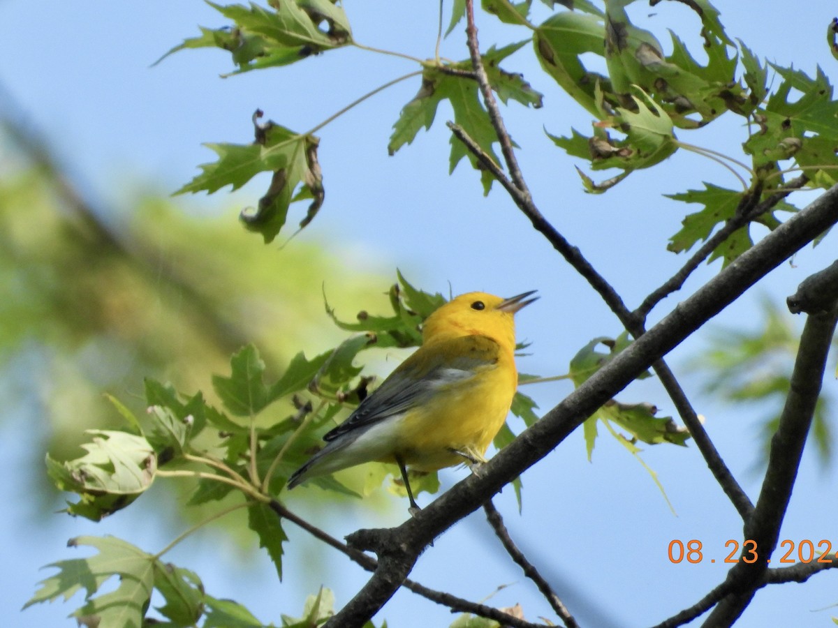 Prothonotary Warbler - ML622894154