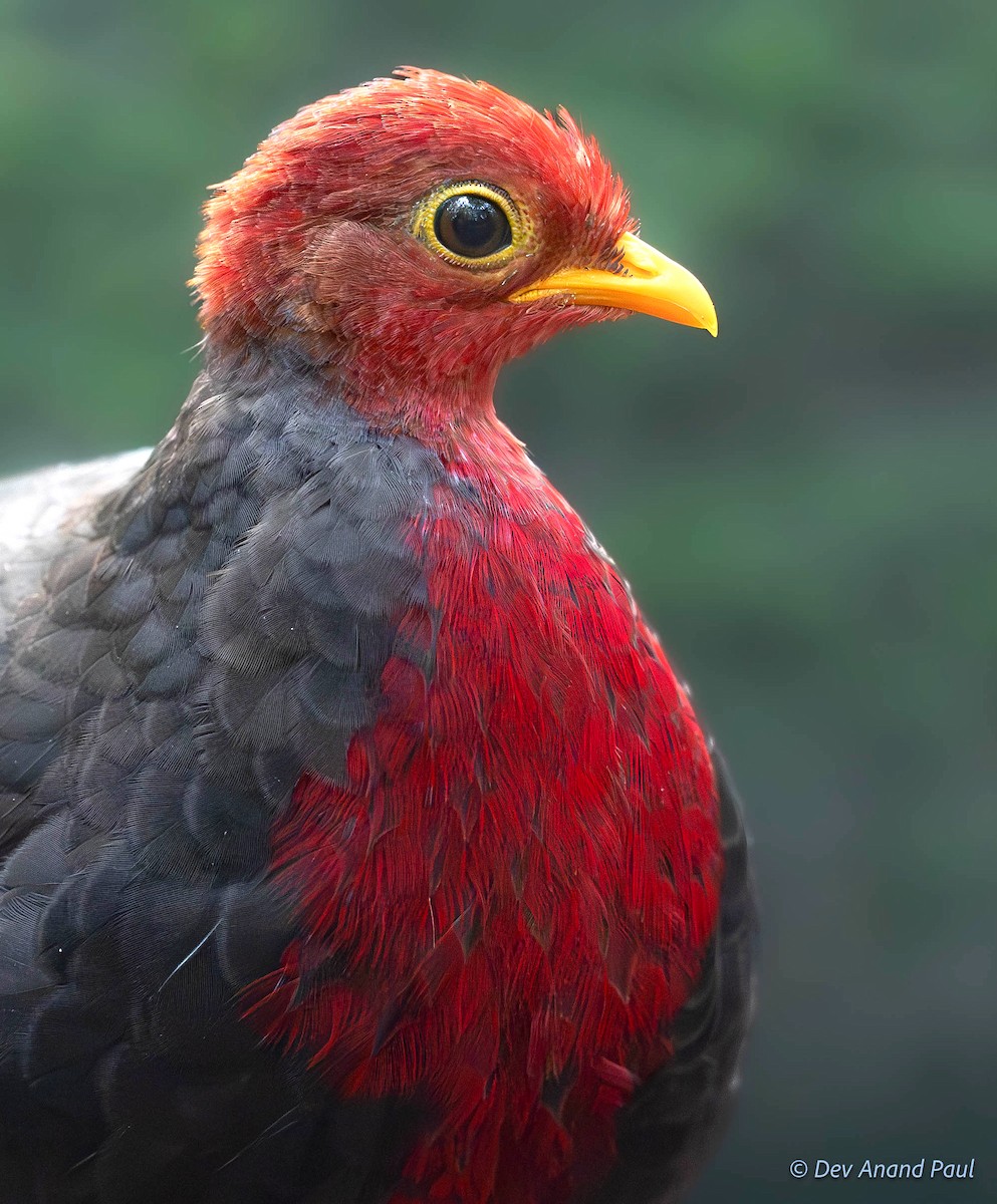 Crimson-headed Partridge - ML622894193