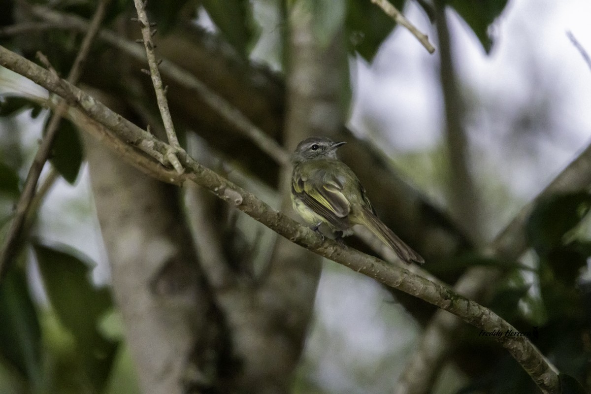 Mistletoe Tyrannulet - ML622894234