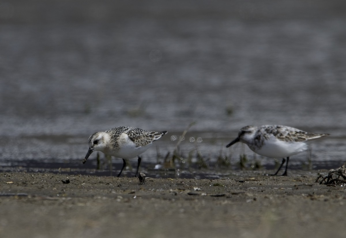 Sanderling - ned bohman